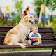 Cane Labrador salva vita a bambino diabetico - Leonardo.it