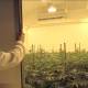 Firenze: la prima cannabis di Stato coltivata dall'esercito - Corriere della Sera