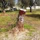 Xylella, nuovo parere dell'Efsa: “Nessuna evidenza scientifica che i ... - il Paese Nuovo
