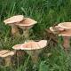 Due ricoveri nel Riminese per una intossicazione da funghi velenosi - News Italiane