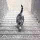 Dopo il vestito, il gatto: sale o scende? - National Geographic Italia