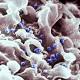 Aids, testato il super anticorpo che riduce la presenza del virus Hiv ... - TGCOM