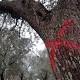 Xylella, anche le aziende bio ricorrono al Tar. Martina: Batterio ... - La Repubblica