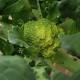 Dai broccoli chemio verde contro cancro testa-collo - AGI - Agenzia Giornalistica Italia