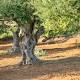 Olivi e Xylella: il parere dell'Efsa - Agronotizie