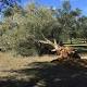 Xylella: Corte Ue, ok esame accelerato ricorsi agricoltori - ANSA.it