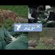 Leone operato con un robot da un'equipe medica della Statale: video - MilanoToday