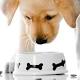 I vostri labrador sono obesi? Colpa di un gene (e dell'uomo) - Intelligonews