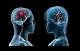 University of California: scoperta proteina della memoria - The Blazoned Press