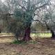 Xylella: Forestale, 90% terreni arato - ANSA.it