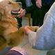 Oristano, negato a un detenuto il suo cane per la pet therapy - Veb