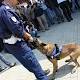Da Muratella all'Antidroga, questo il percorso per 7 cani meticci - Urloweb