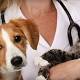 Animali, rivoluzione in corsia: a Treviglio anche cani, gatti e conigli entrano in visita in ospedale - La Repubblica