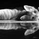 I gatti sono indipendenti, lo conferma la scienza - ANSA.it