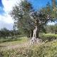 Xylella ulivi abbattuti a Trepuzzi - Quotidianodiragusa.it
