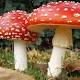 Intossicazione da funghi, come evitarla? - L'ultima Ribattuta