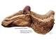 Paleontologia: Canada, italiano trova dinosauro con 'cresta gallo' - AGI - Agenzia Giornalistica Italia