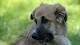 Pet therapy, via libera della Regione Cani e gatti in ospedale con i ... - Corriere della Sera