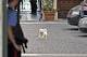 Troppi pasticcini a Dudù, cane di Berlusconi e Pascale: animalisti in ... - Gossip Fanpage