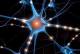 Cervello: ricerca, le connessioni differenziano uomo e donna - AGI - Agenzia Giornalistica Italia