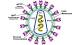 Creato un enzima che elimina il virus HIV dalle cellule - La Stampa