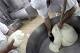 Terra Fuochi: Cons.Mozzarella,in due mesi oltre 15 mln danno - ANSA.it
