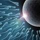 Quando spermatozoi e ovuli si incontrano fanno faville - La Repubblica