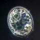 Creati in laboratorio i progenitori di spermatozoi e ovuli - La Stampa