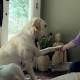 Cani in corsia: al via pet-Therapy e ingresso animali al Policlinico ... - greenMe.it
