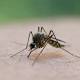 Zanzare ogm per sconfiggere la malaria - La Repubblica