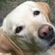 Addio Cannella, cane-dottore della pet therapy - La Nazione