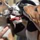 Nati i primi cani in provetta, la tecnica usata aiuterà a curare anche l'uomo - TGCOM