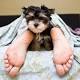 Dormire con il proprio cane fa bene o male? La risposta da uno studio - Fidelity News