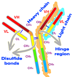 immunoglobuline staminali