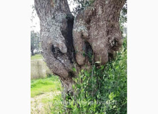 Le mani ...bene della natura