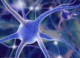neurone