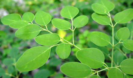 moringa